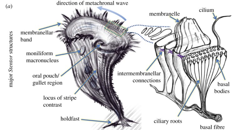 How are cilia built, maintained, positioned and coordinated?